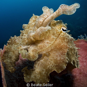 Cuttlefish in a sponge by Beate Seiler 